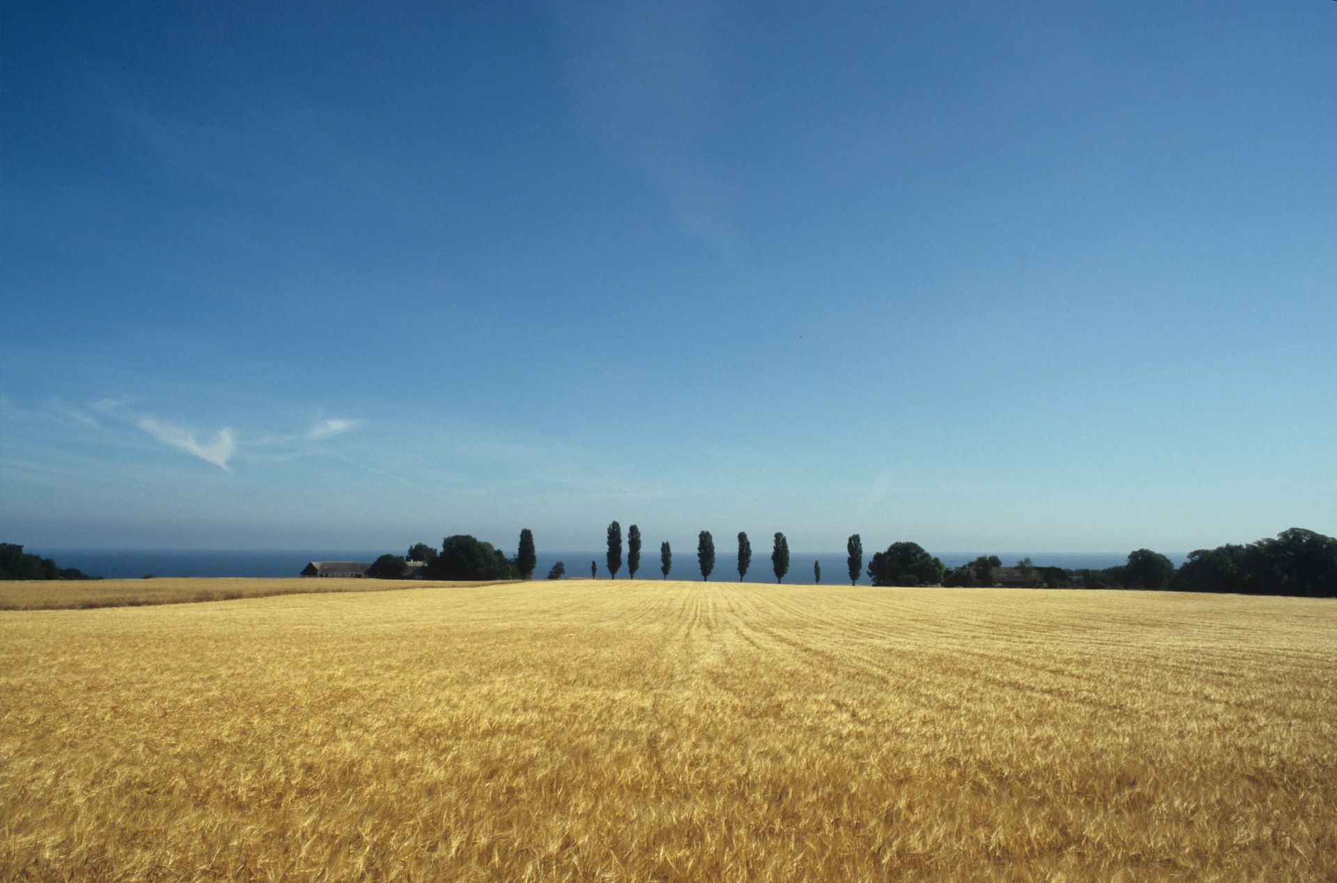 Ein Kornfeld in der Phase kurz vor der Ernte. In der Mitte des Bildes zwischen Kornfeld und dem hellblauen Himmel mit wenigen Schleierwolken ist eine Reihe von nebeneinander stehenden Pappeln, gesäumt von Büschen zu sehen. Darüber der Schriftzug "beziehungsweite"